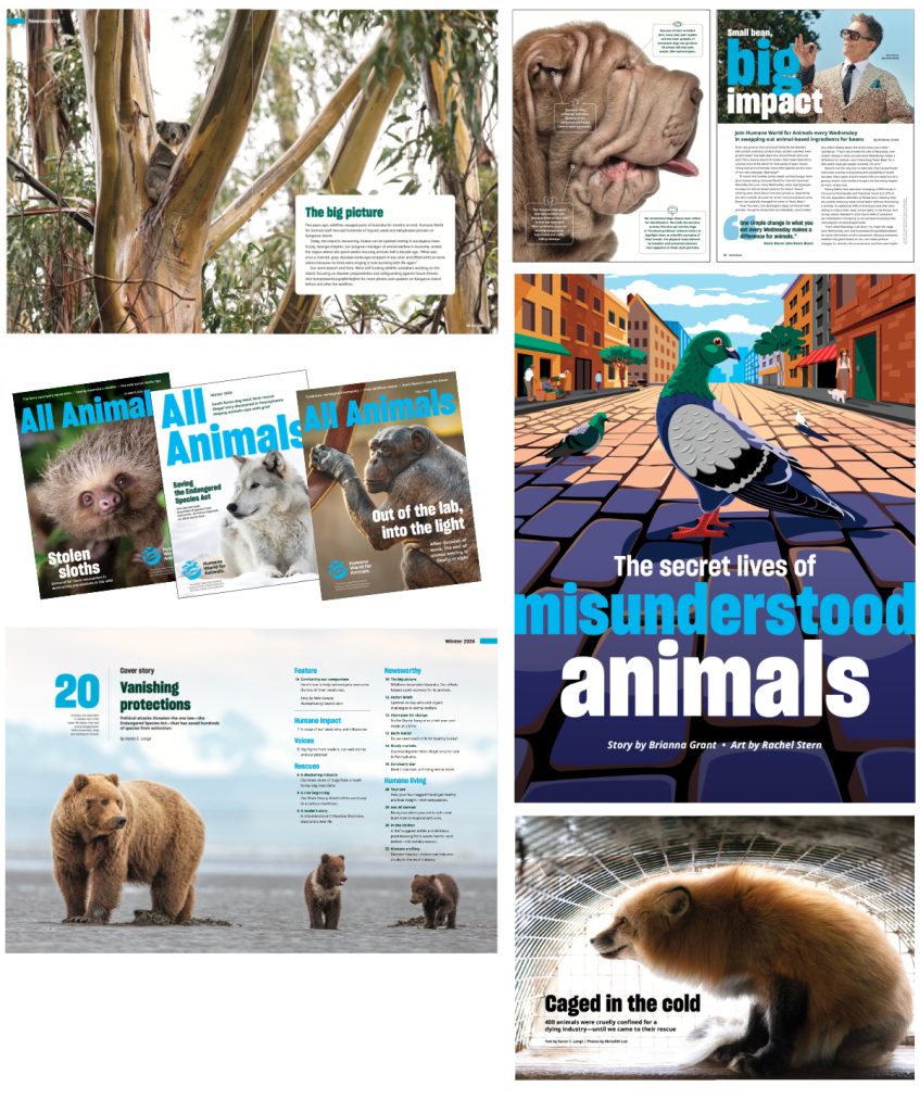 A collage of examples of feature stories from All Animals magazine
