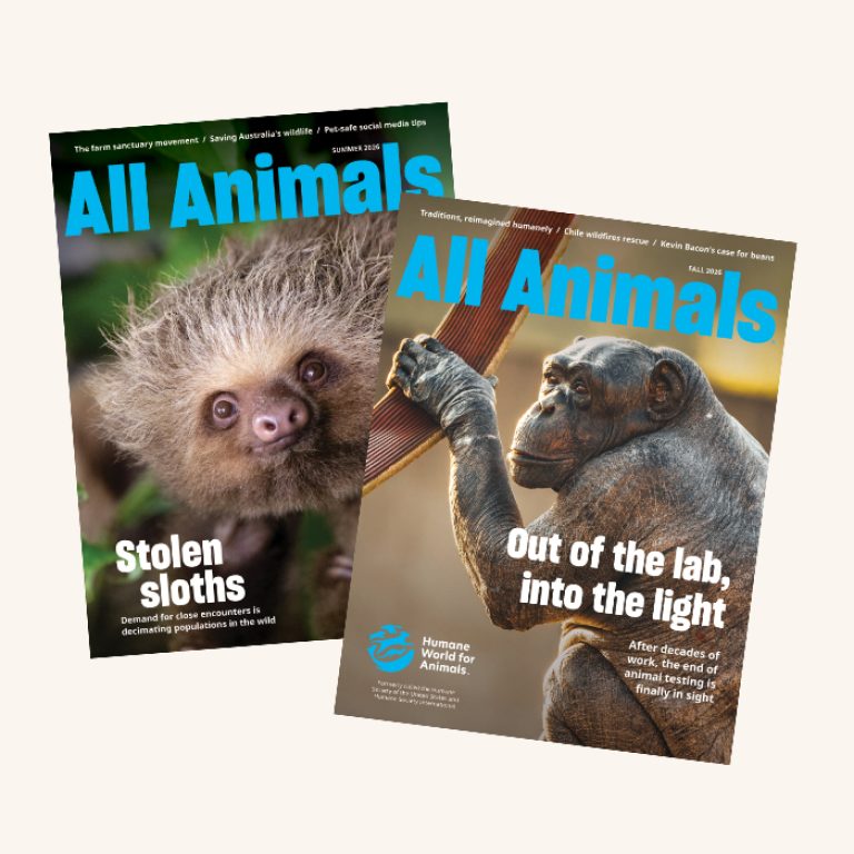 Two All Animals magazine covers