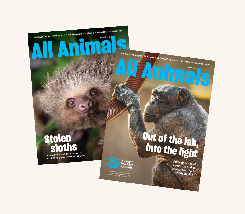 All Animals magazine covers